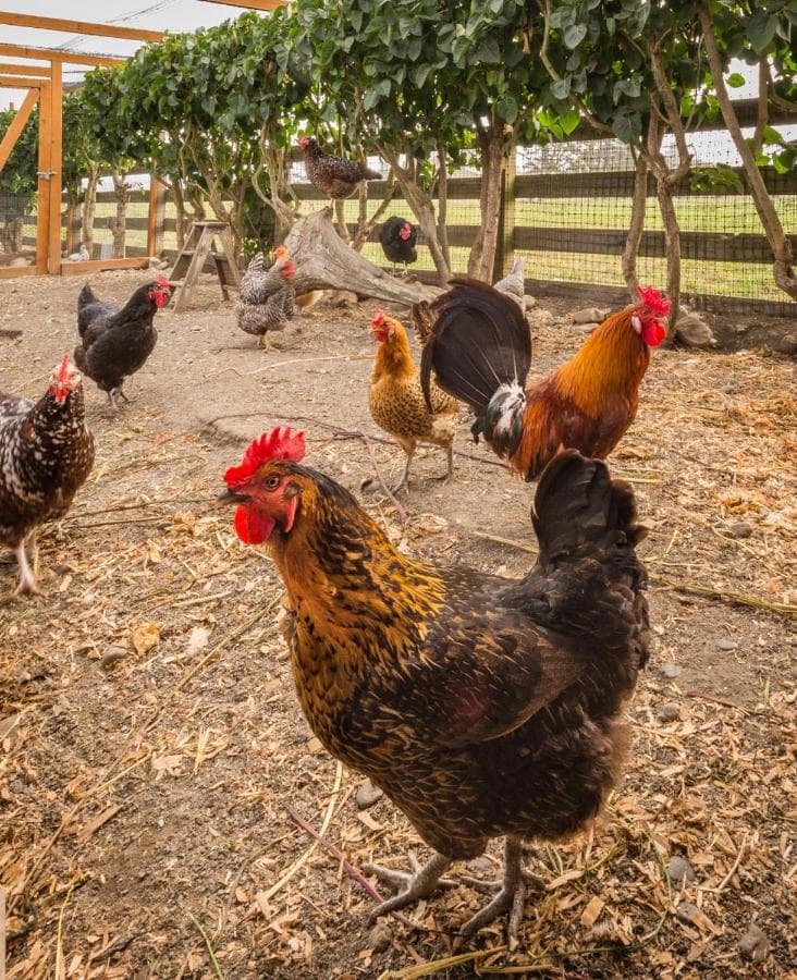 A group of colorful chickens forages in a fenced yard with greenery in the background.