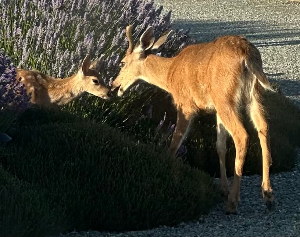common visitors