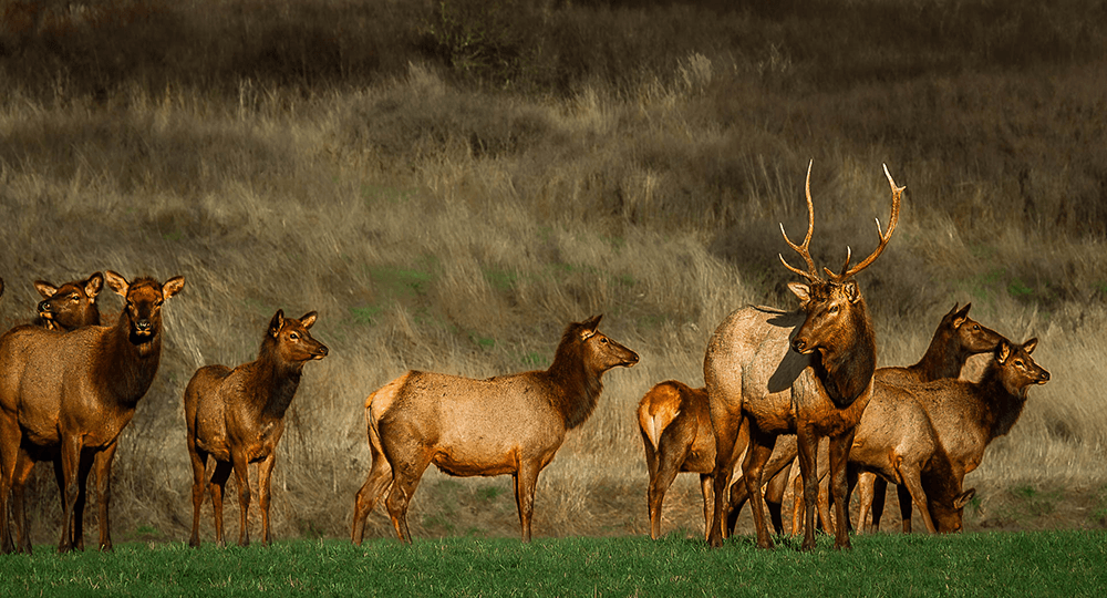 A group of elk, including a stag with antlers, stands in a grassy area with a backdrop of muted hills.