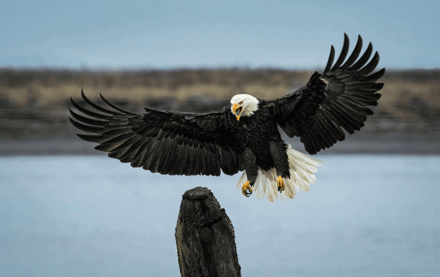A bald eagle gracefully lands on a wooden post with wings outstretched.