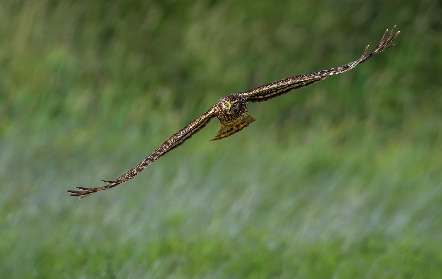 A large owl glides through the air with wings outstretched over a grassy background.