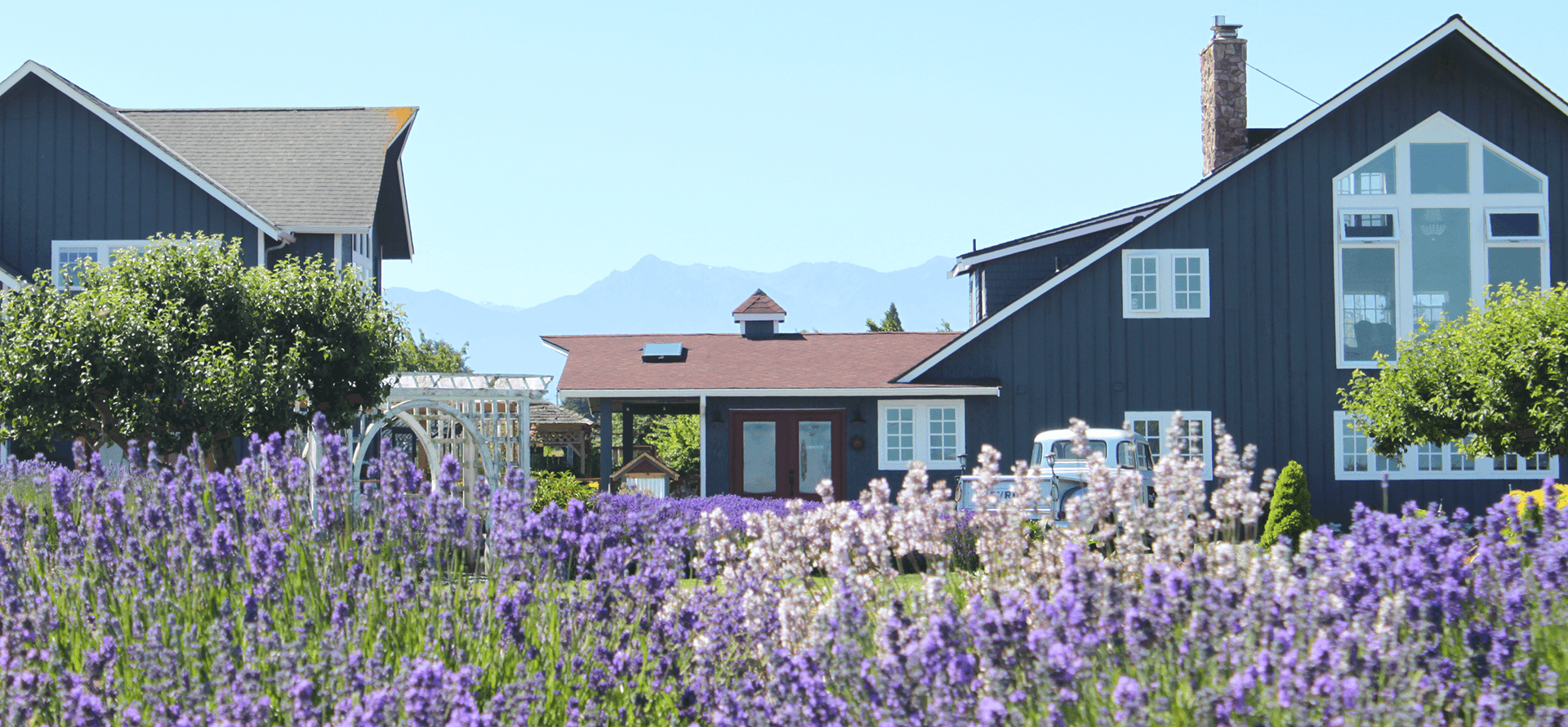 A picturesque scene of a dark blue house set against distant mountains under a clear blue sky, with a lush foreground of vibrant lavender fields.