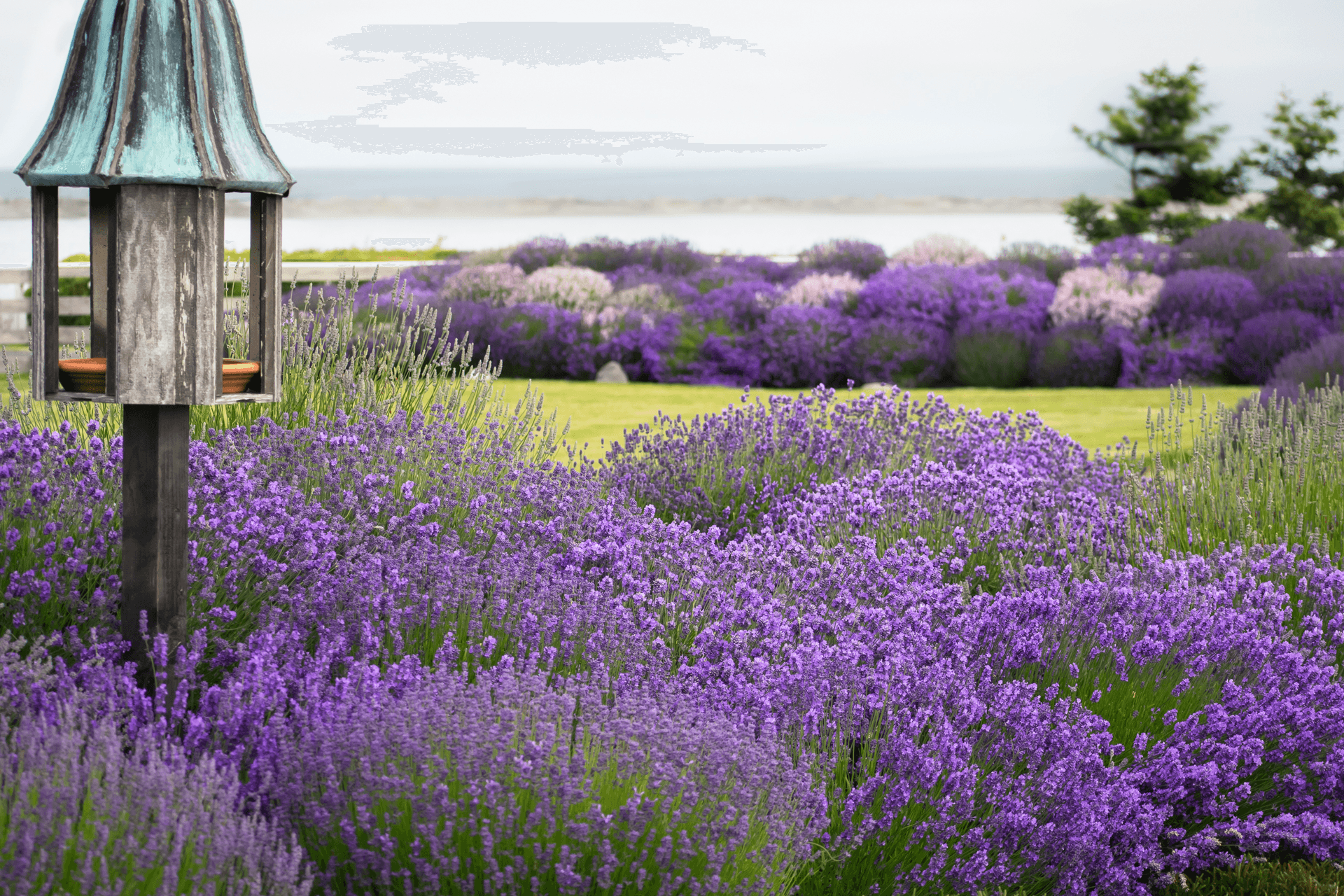A field of vibrant purple lavender blooms with a coastal view in the background.