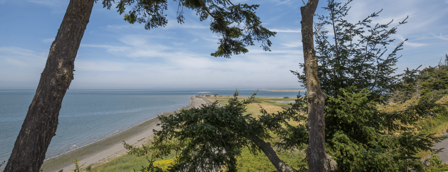 Coastal landscape with blue sky and calm sea, framed by tall evergreen trees. A narrow beach stretches into the distance, conveying serenity.