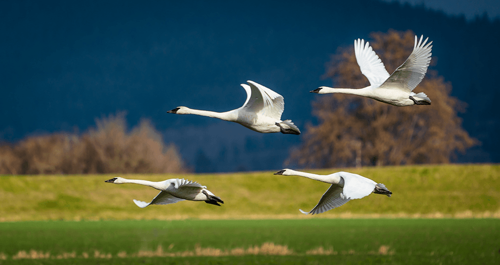 Four swans in flight over a green field with a dark mountainous background.