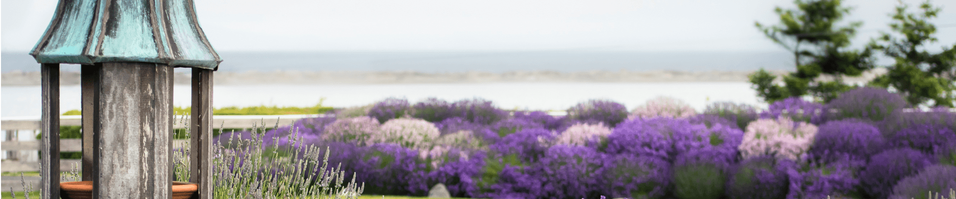 A rustic garden with a wooden structure and vibrant purple lavender in the foreground, against a serene backdrop of water and trees.