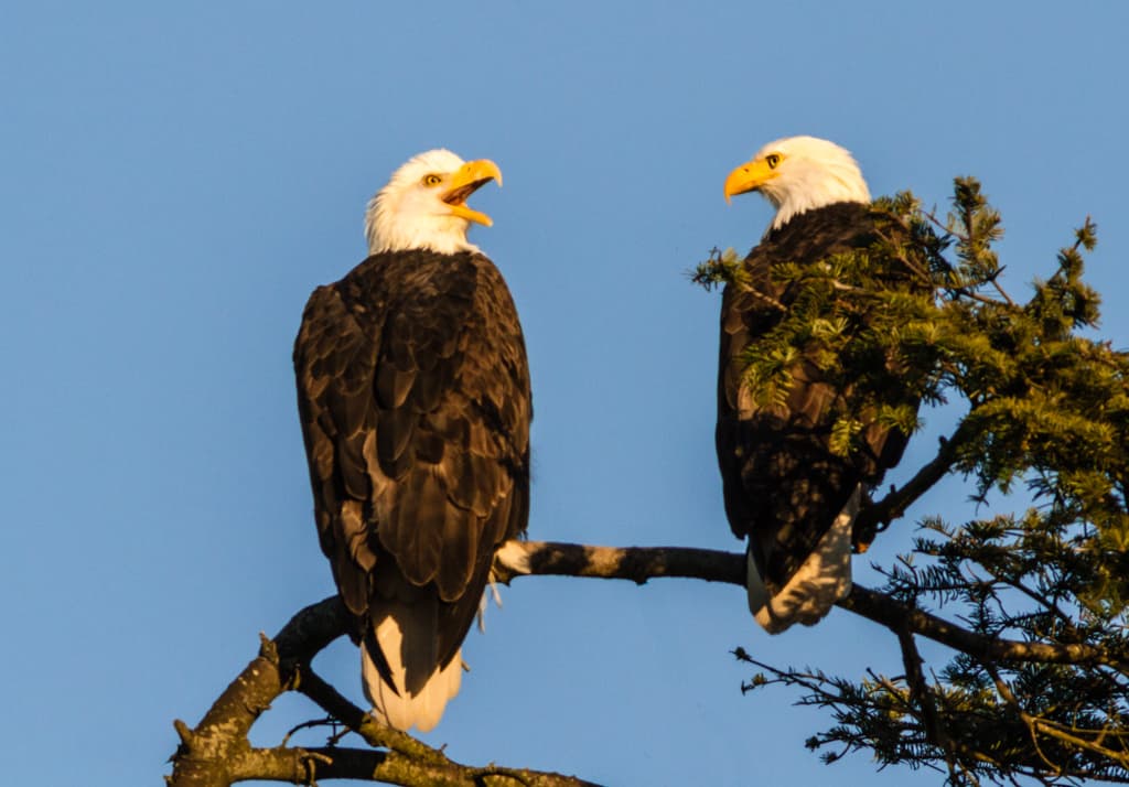 Two bald eagles perched on a tree branch against a clear blue sky.