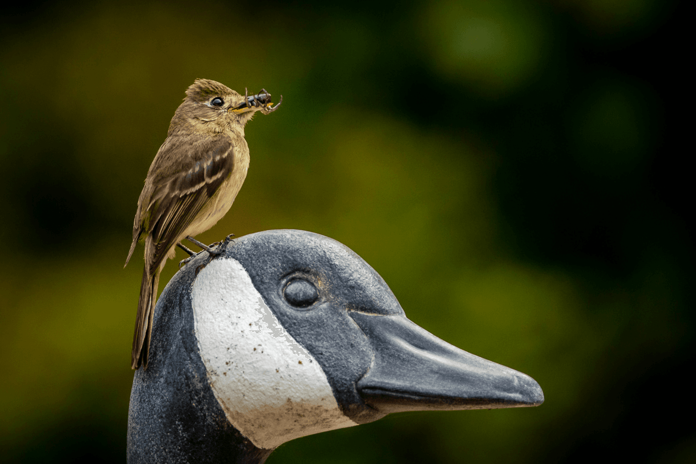 A small bird perched on the head of a duck statue, holding an insect in its beak.